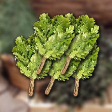 Получите 5 веников в подарок!